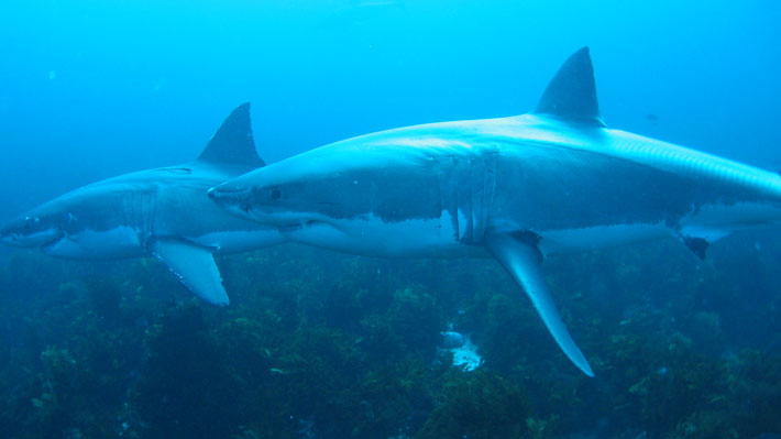 Un tiburón mató a un hombre que estaba buceando en las costas de Australia