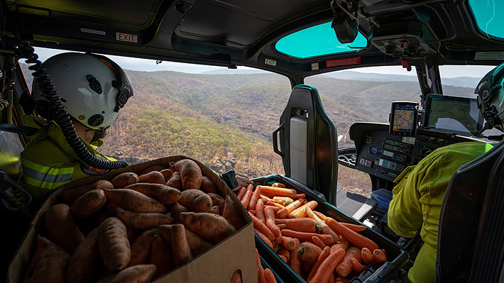 Autoridades australianas lanzan desde helicópteros comida a animales afectados por incendios forestales