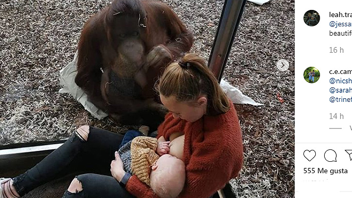 Video: Madre británica relató momento en que se sintió "protegida" por orangután mientras amamantaba a su hijo