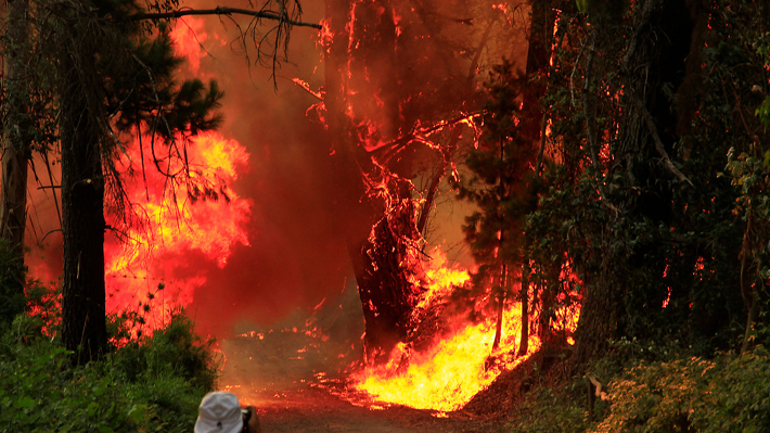 Evacuan sectores de Rinconada de Taboleo y La Maravilla en Nacimiento por incendio forestal