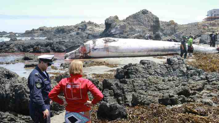 Encuentran ballena varada en costa de La Ligua: Investigan posible impacto del animal con embarcación