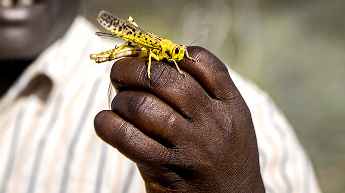 Plaga de langostas alerta a África: De qué se trata esta emergencia y qué papel juega el cambio climático