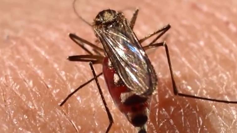 Brote por dengue en Bolivia deja cinco muertos y más de 9 mil sospechosos de contagio