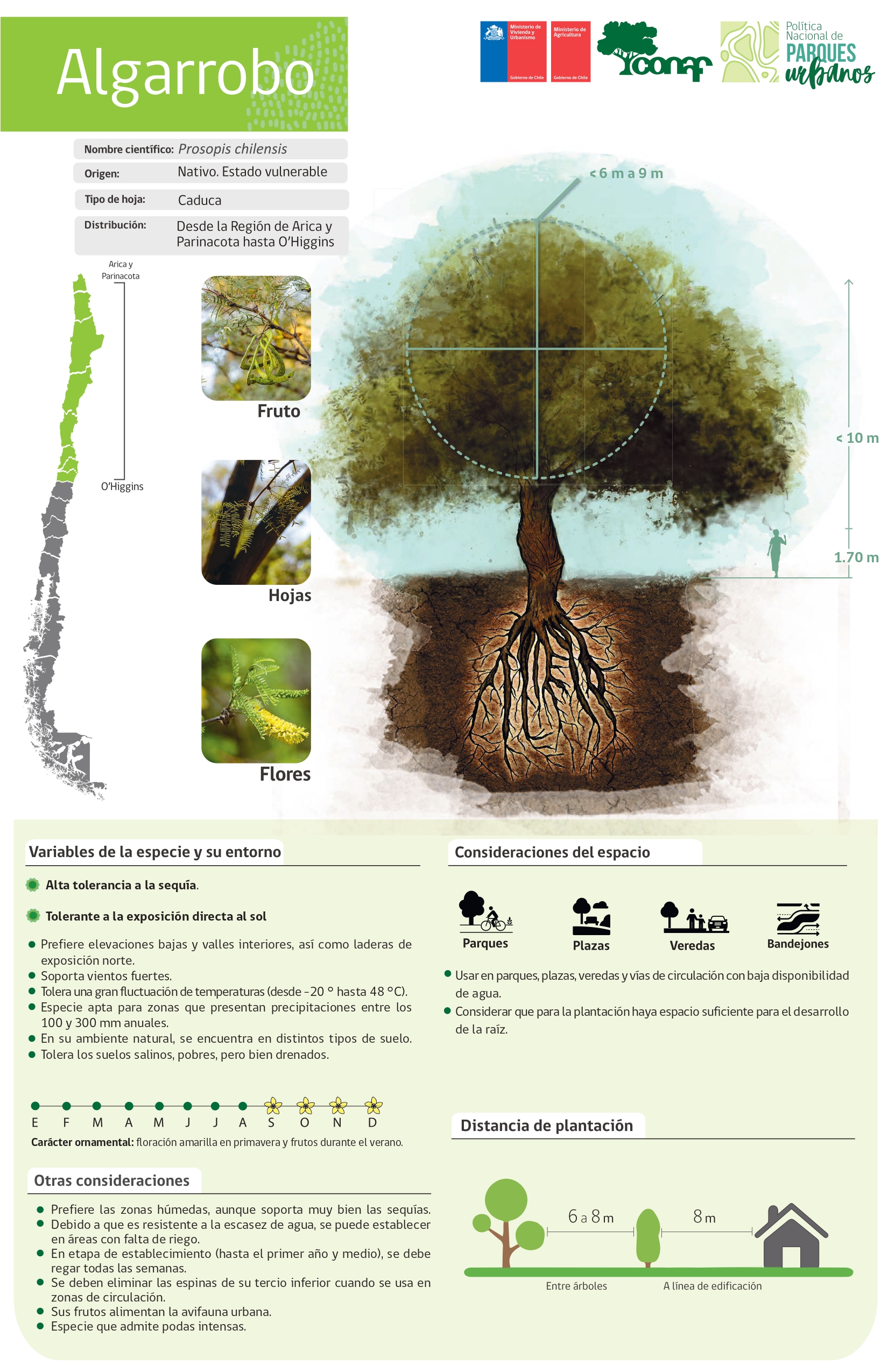 Conoce qué árboles plantar y en qué zonas en medio de la sequía hídrica que  enfrenta Chile | Emol.com