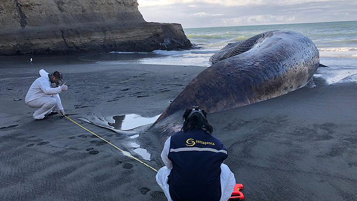 Autoridades indagan hallazgo de ballena azul de más de 20 metros que varó en las costas Chiloé