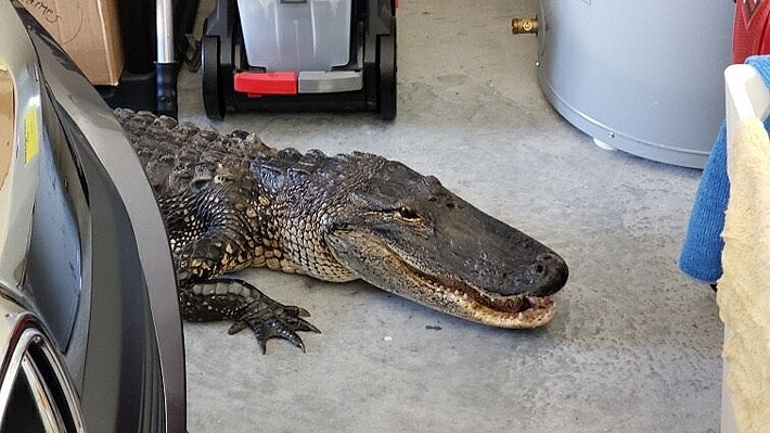 Hombre encuentra un caimán de más de dos metros en el garaje de su casa en Florida