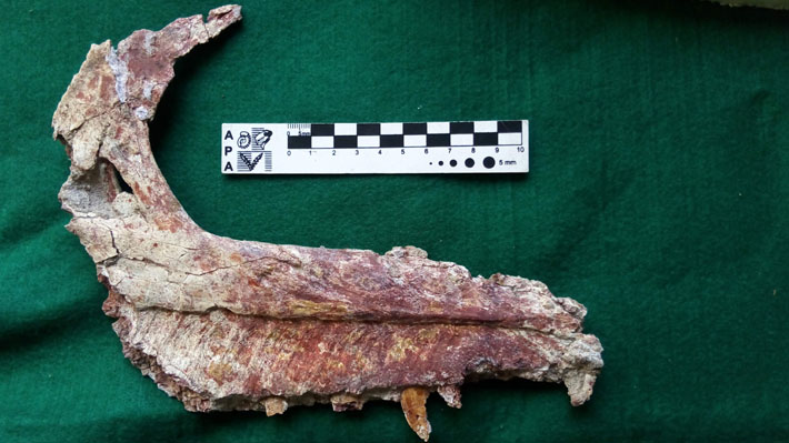 Investigadores descubren una nueva especie de dinosaurio carnívoro que habitó en la Patagonia