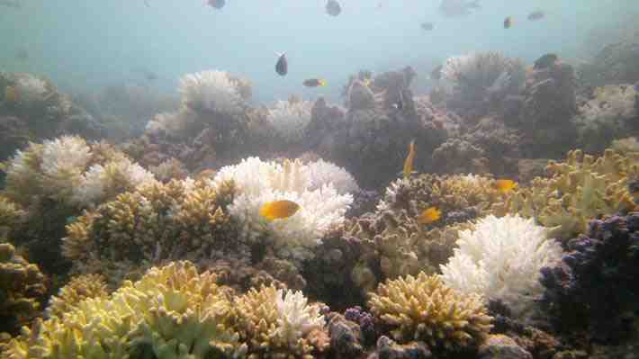 Hábitats adecuados de arrecifes de coral podrían dejar de existir para 2100 debido al cambio climático