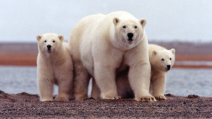 Investigador afirma que el canibalismo entre los osos polares está aumentando: Podría deberse a la falta de alimento