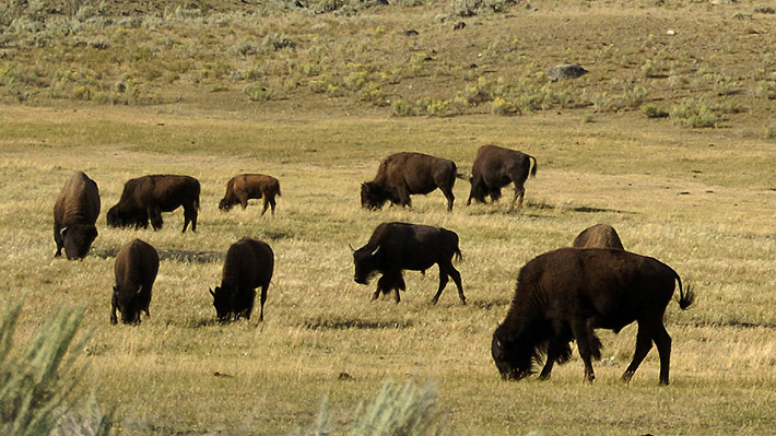 Autoridades del parque Yellowstone comenzaron programa para reducir población de bisontes: Esperan capturar a 900