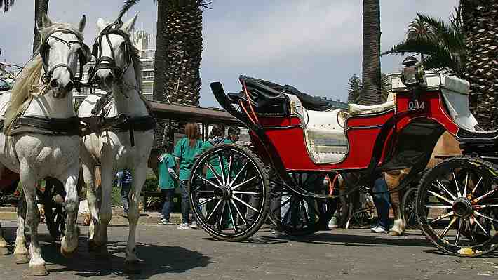 Indignación causó la muerte de un caballo de carruaje turístico en Nueva York: ONGs piden eliminar la "abusiva" práctica