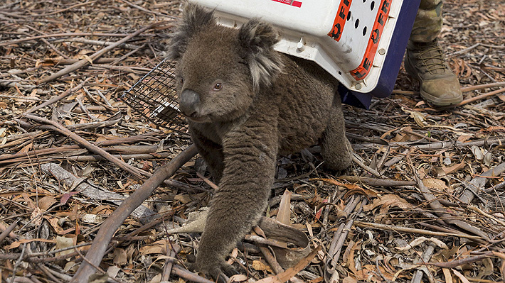 Estiman que más de cinco mil koalas murieron en los incendios de Australia: Piden declarar emergencia por la especie