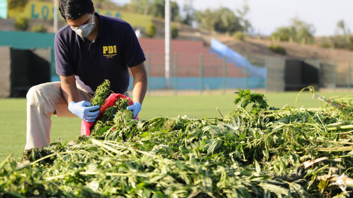 Ejército confirma decomiso de 1.197 plantas de marihuana en un predio militar de Linares