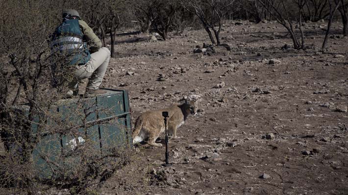 SAG y Zoológico Nacional confirman que puma rescatado en Ñuñoa ya fue reinsertado en la naturaleza