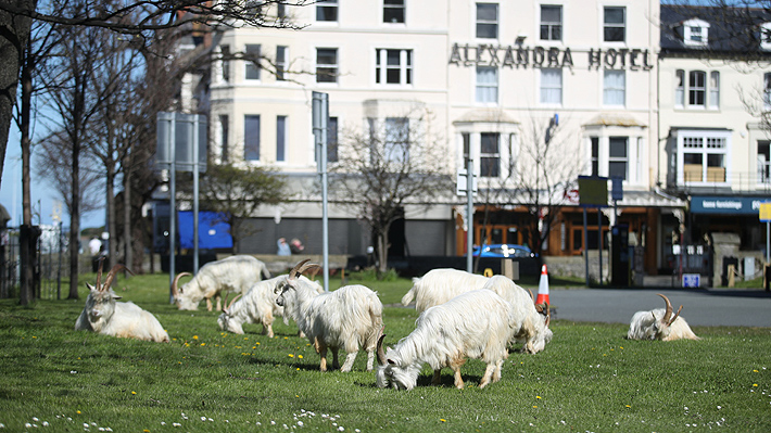 Fotos: Rebaño de cabras invade localidad de Gales después de que la cuarentena dejara las calles casi vacías