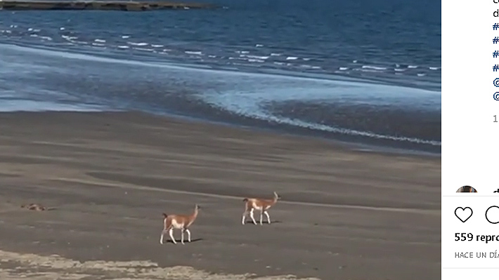 Guanacos sorprenden paseando por una playa de Argentina: Creen que se debe a las medidas de cuarentena