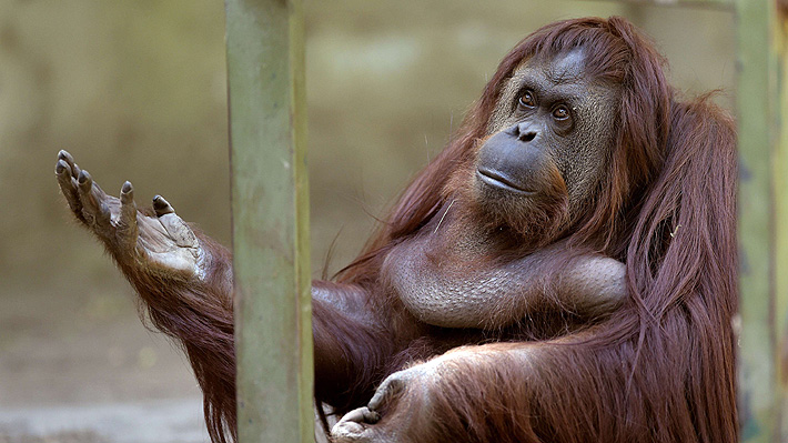 Video: Orangutana Sandra se "suma" a la campaña para incentivar el lavado de manos desde santuario en EE.UU.