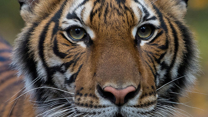 Tigresa de zoológico en Nueva York dio positivo por covid-19: La habría contagiado un cuidador