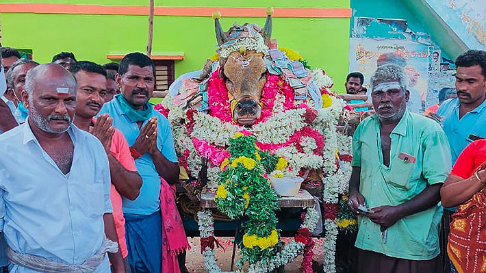 Unas 200 personas burlaron la cuarentena en India para asistir al funeral de Mooli, un famoso toro