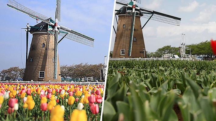 Japón corta más de 100 mil tulipanes para evitar llegada de admiradores y posibles contagios de covid-19