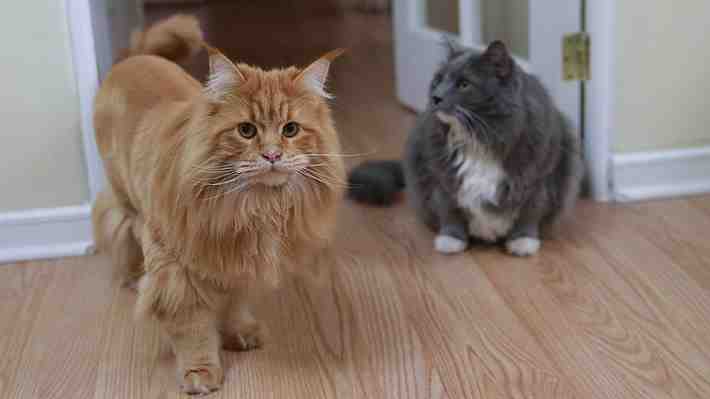 Dos gatos dan positivo de covid-19 en Estados Unidos: Ambos presentan problemas respiratorios leves