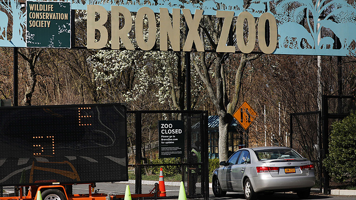 Zoológico de Nueva york confirma que cuatro tigres y tres leones dieron positivo de covid-19