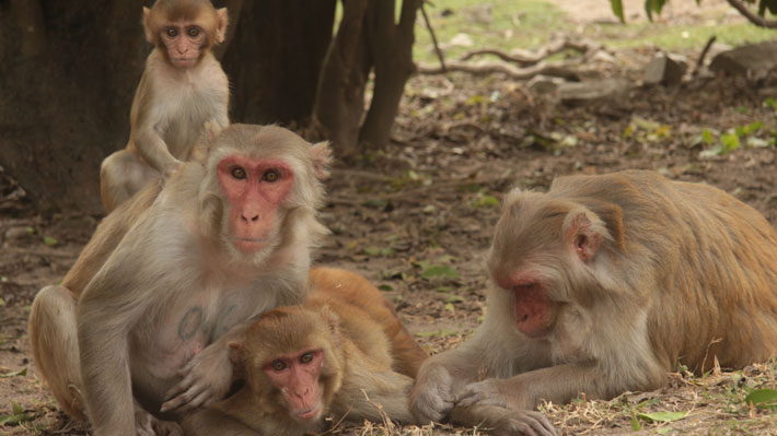Universidad de Oxford anuncia que su vacuna contra el covid-19 funcionó en monos