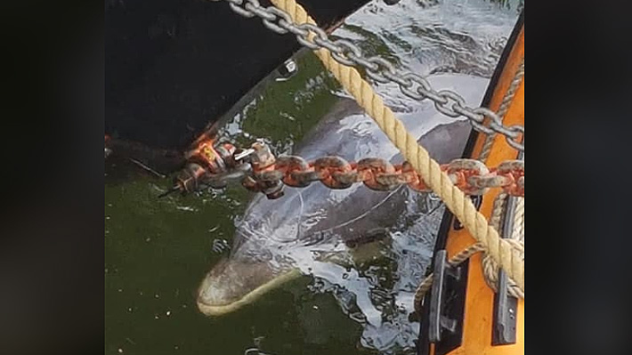 ONG intenta rescatar a delfín que quedó atrapado en puerto de Amsterdam tras seguir un buque de carga desde Francia