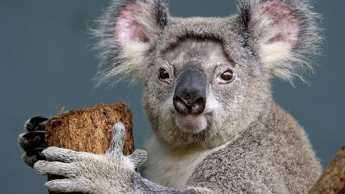 Científicos descubren cómo los koalas consumen el agua que necesitan para vivir