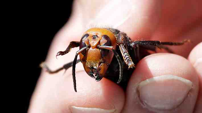Experto en abejas considera "difícil" que llegue a Chile la temida avispa gigante asiática: "Se reproducen a fines del verano"