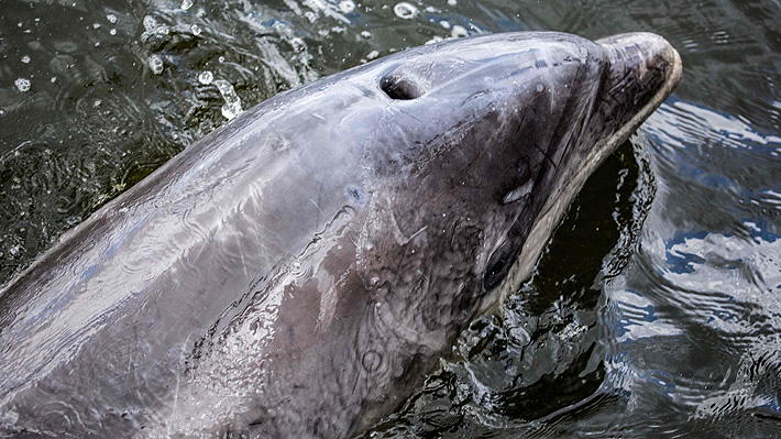 Muere Zafar, el delfín que quedó atrapado en puerto de Amsterdam tras seguir buque de carga desde Francia