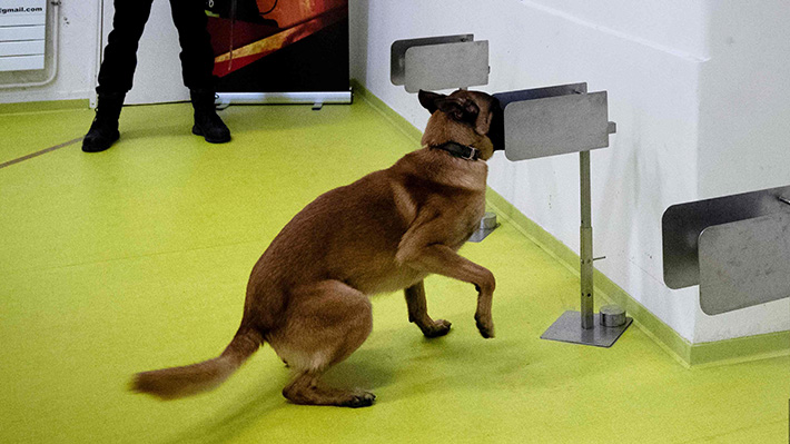 Galería: Así es como adiestran perros en Francia para detectar el covid-19