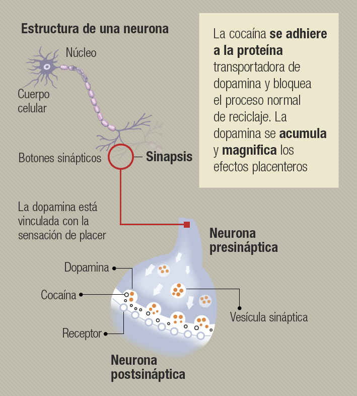 El Consumo De La Cocaína Y Otras Drogas Se Vería Potenciado Tras Encierros Por Pandemia ¿cómo 4989