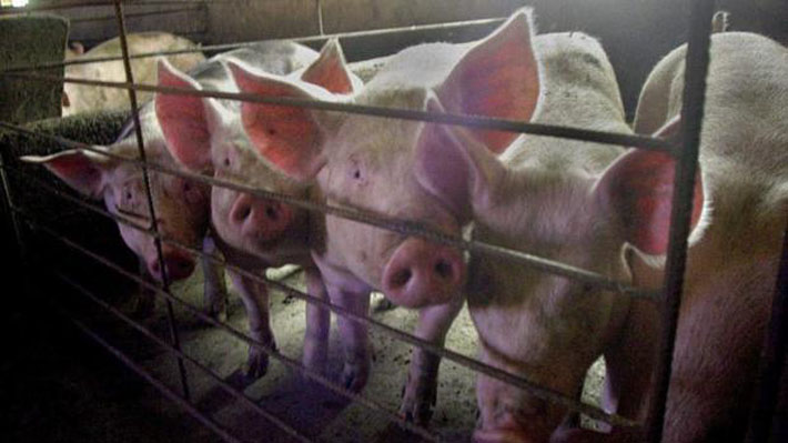 Científicos detectan aparición de nueva gripe porcina con "potencial pandémico" en China