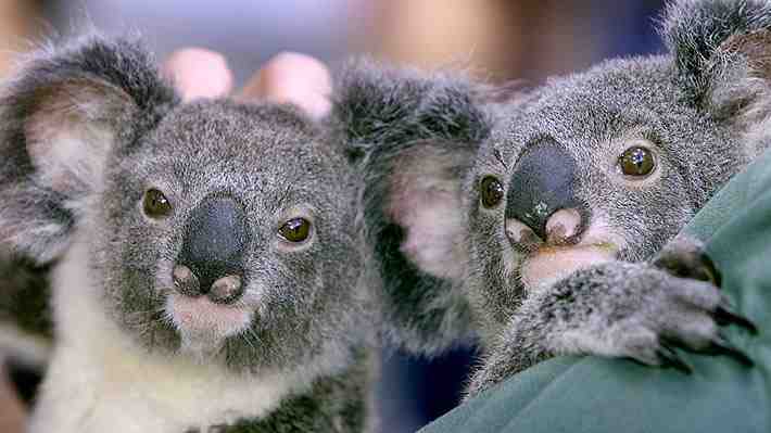Informe oficial advierte que los koalas podrían extinguirse en el este de Australia en 30 años