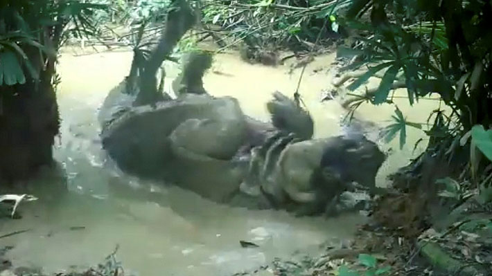 Video: Cámara oculta capta a rinoceronte en peligro crítico de extinción disfrutando de un baño de barro en Indonesia