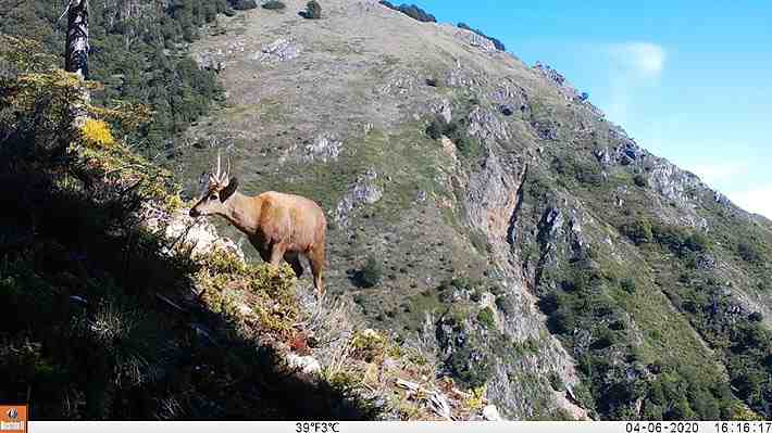 Obtienen nuevas imágenes de huemules en la cuenca del río Puelo: Serían entre 17 y 22 ejemplares