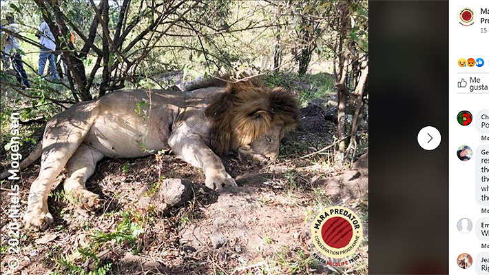 Tres leones, cuatro hienas y un antílope murieron en trampas de caza dentro  del Parque Masái Mara en Kenia 