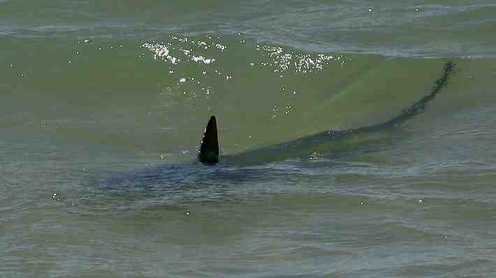Miami Beach registró su primer ataque de tiburón del año: Víctima quedó con herida de unos 20 cm en una de sus piernas