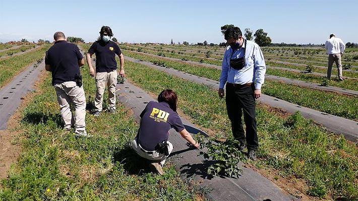 Empresa Ligada A Juan Sutil Denuncia Intoxicacion Con Herbicidas De Huertos De Frutillas Y Moras Emol Com