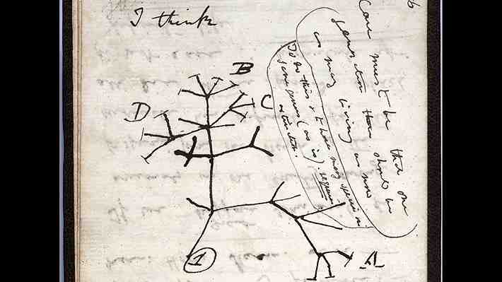 Universidad de Cambridge denuncia como "robados" dos cuadernos de Charles Darwin extraviados desde 2001
