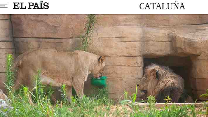 Cuatro leones del zoológico de Barcelona tuvieron covid-19 en noviembre