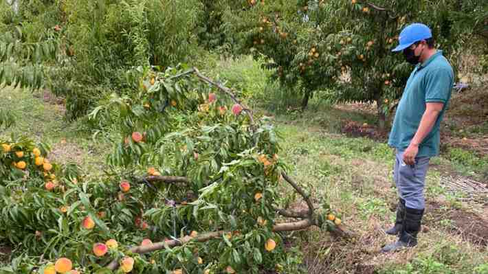 Gremios de la fruta dicen que sistema frontal provocó "una catástrofe agrícola": Afectará "producción y exportaciones"