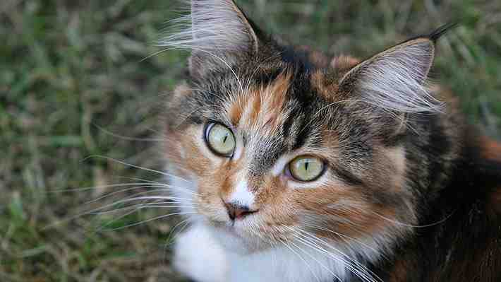 Empresa presenta una querella por presunta adulteración en materia prima en alimento para gatos y SAG inicia investigación