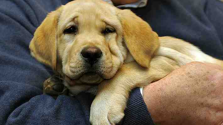 Labrador retriever sigue siendo la raza de perro más popular en EE.UU.: Lidera el ranking desde hace 30 años