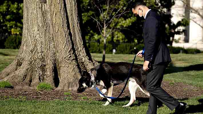 Uno de los perros de Joe Biden vuelve a morder a un funcionario de la Casa Blanca