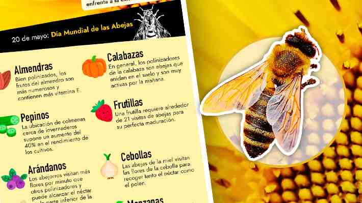 Día Mundial de las Abejas: Un repaso por siete alimentos que dependen de esta especie en peligro de extinción