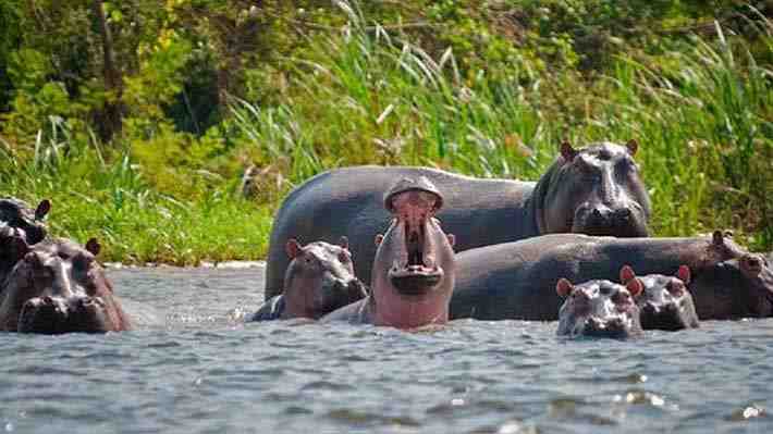 Video: Hipopótamo persiguió a una lancha con turistas en el lago Victoria en Kenia