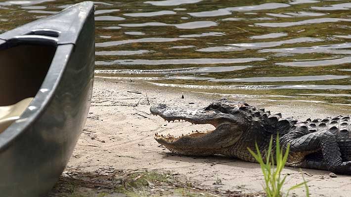 Mujer fue atacada por un caimán mientras paseaba a su perro en Florida:  Sufrió graves heridas en una de sus piernas 