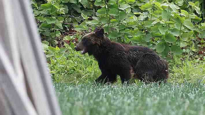 Cazadores dieron muerte a un oso que atacó a cuatro personas en una ciudad de Japón